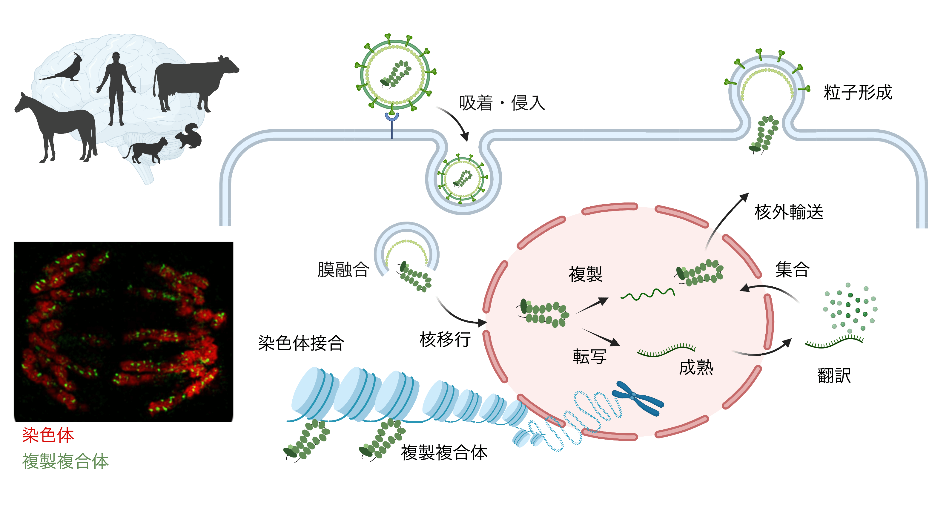 核内持続感染RNAウイルスの感染原理究明