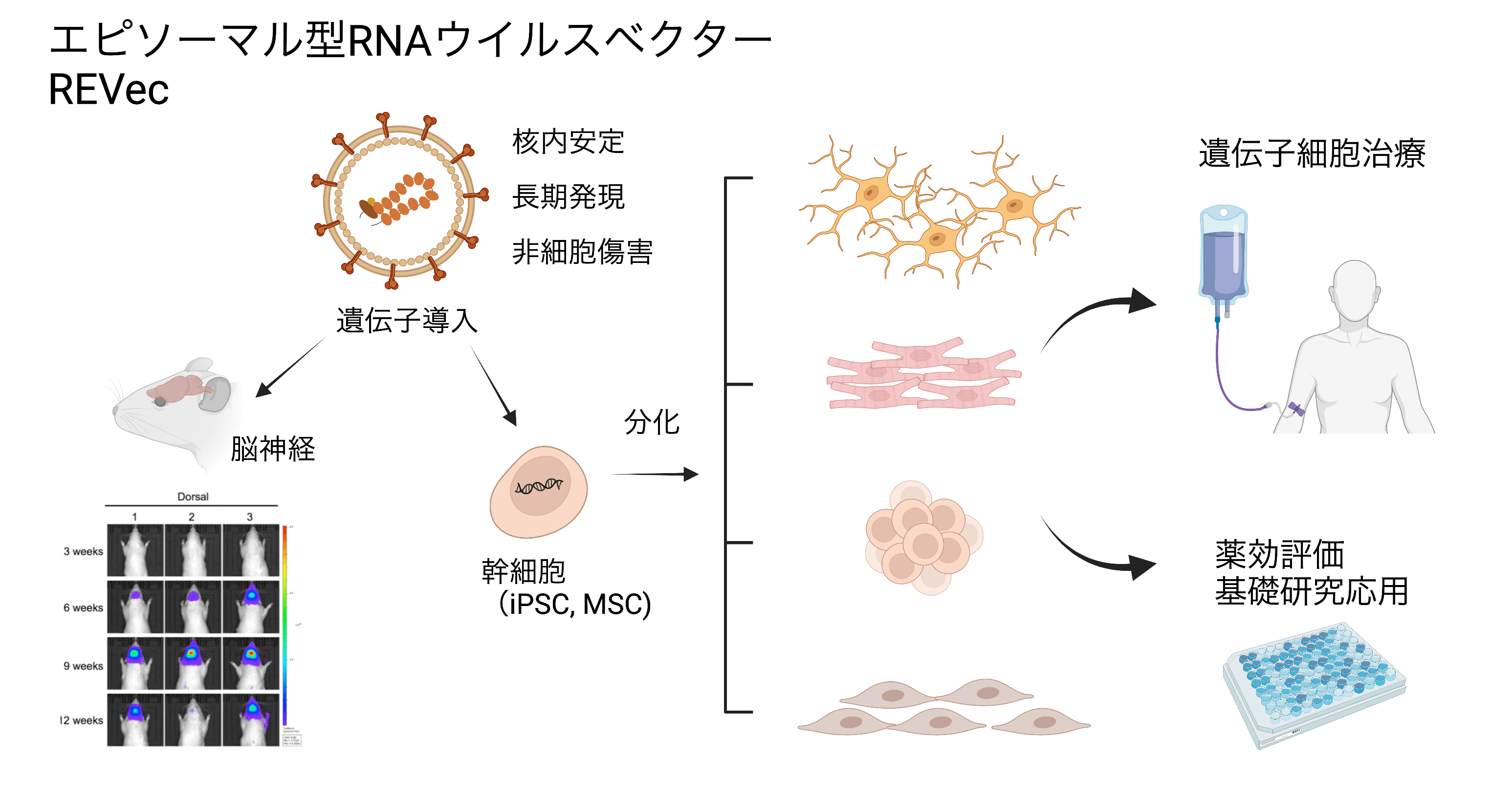 RNAウイルステクノロジー開発